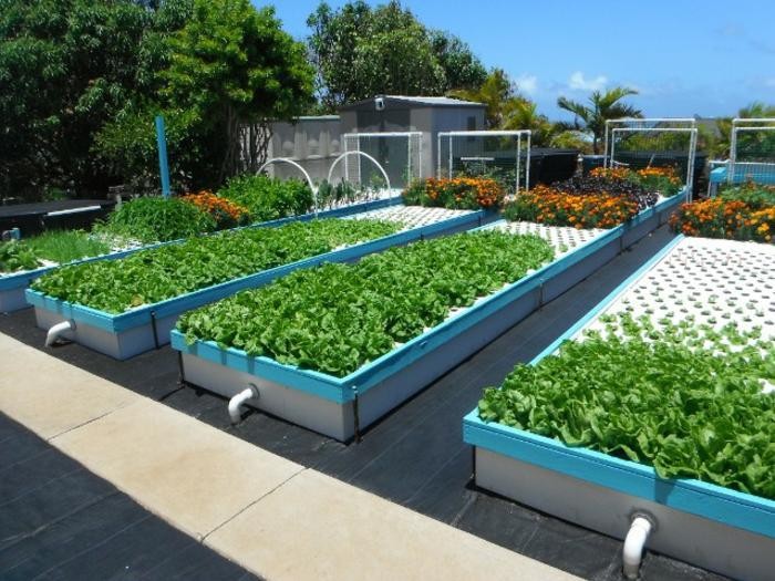 Aquaponics growing beds shown in Aung Kyaw Thant’s student project presentation
